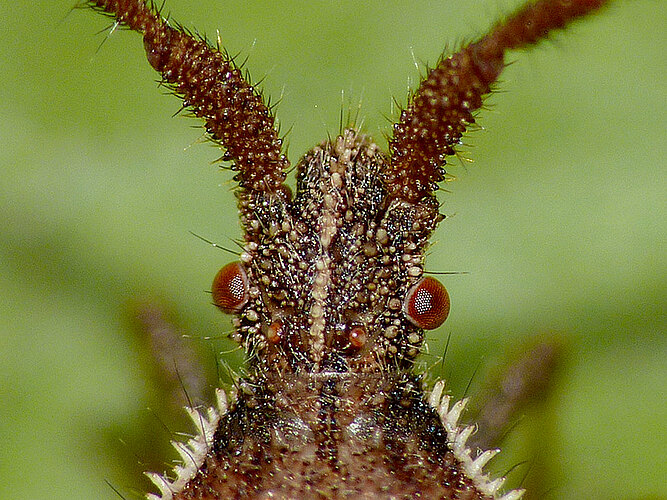 denticulatus