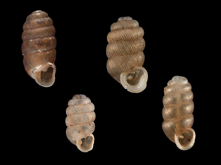 Schlüssel Truncatellina Naturportal Südwest