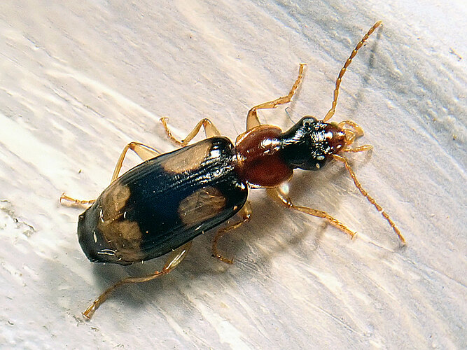 quadrimaculatus