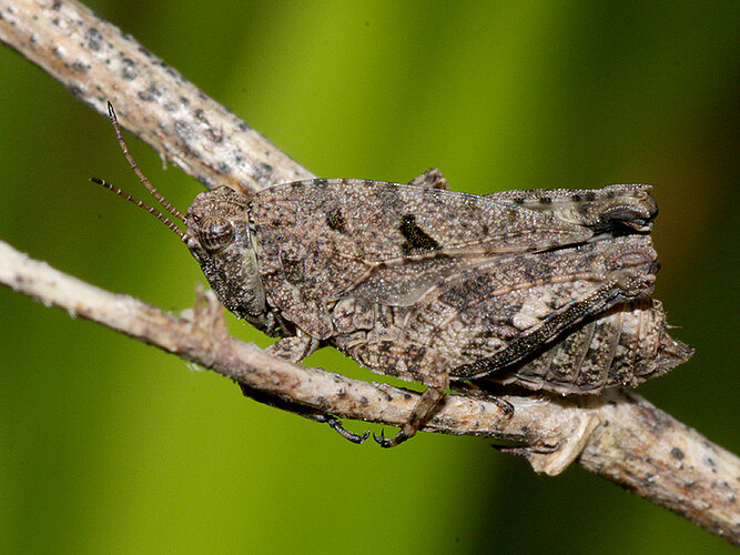 tenuicornis