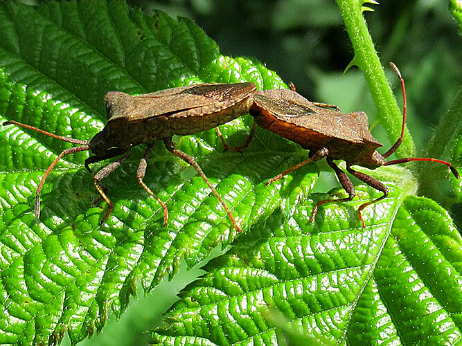 marginatus