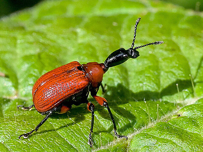 coryli