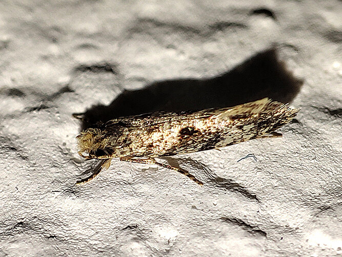 variatella