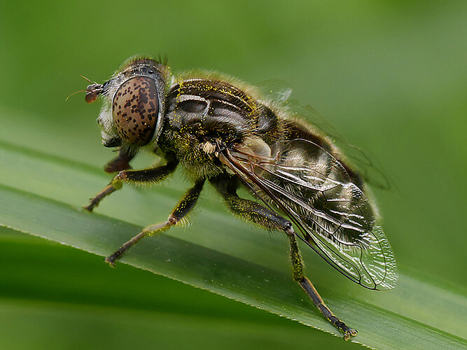 sepulcralis