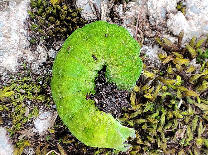 meticulosa