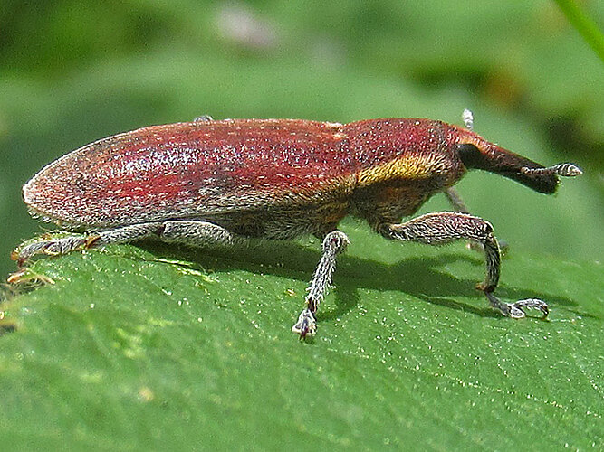 sp.