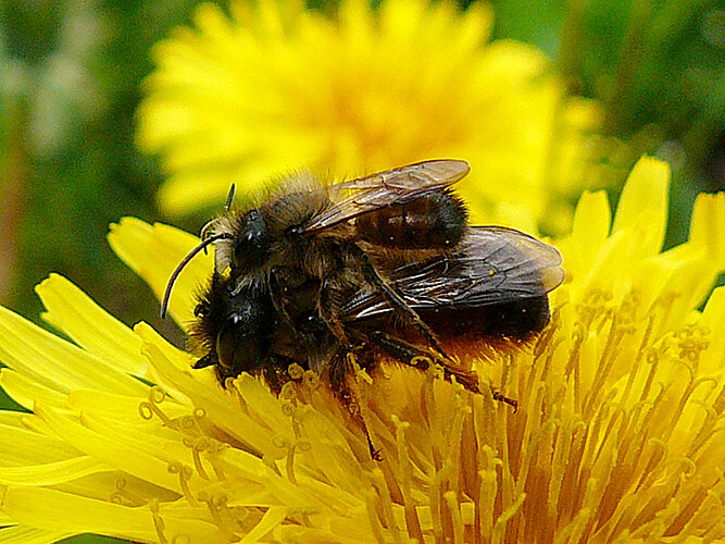 bicornis