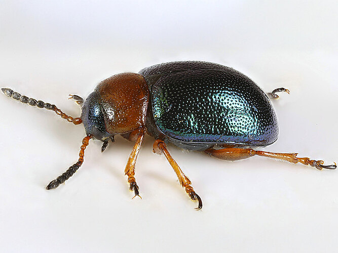 polygoni