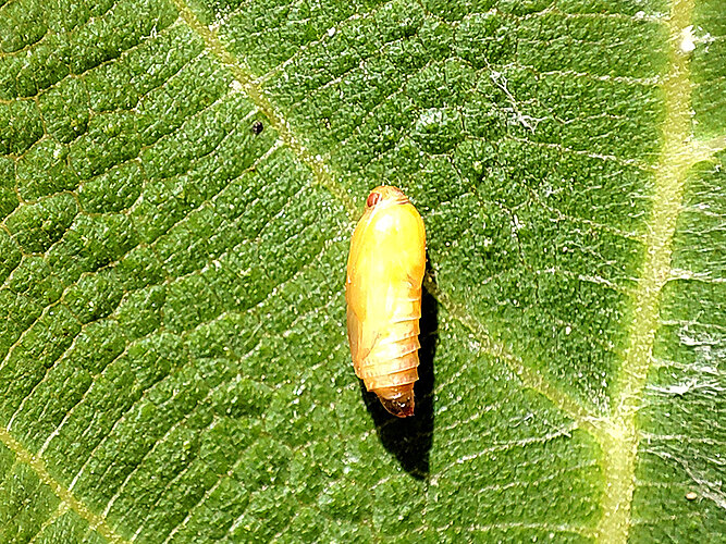 nemorana