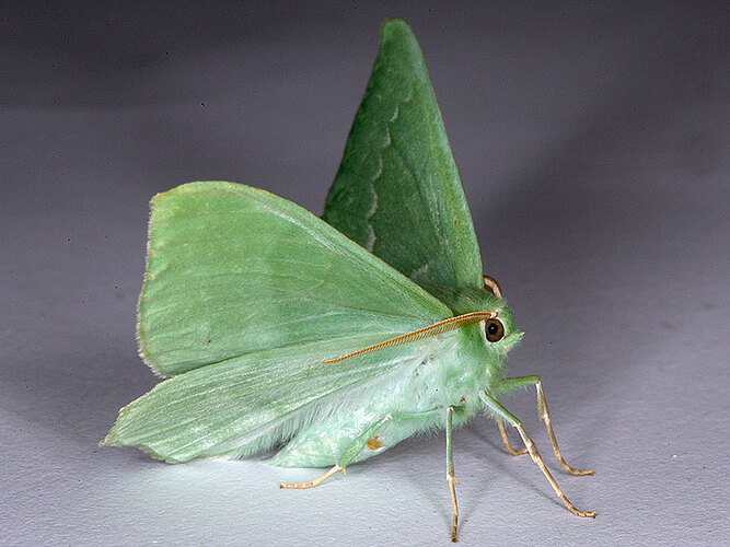papilionaria