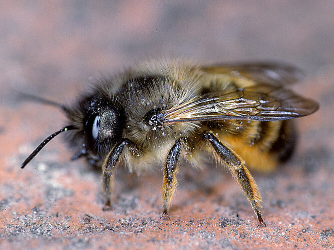 bicornis