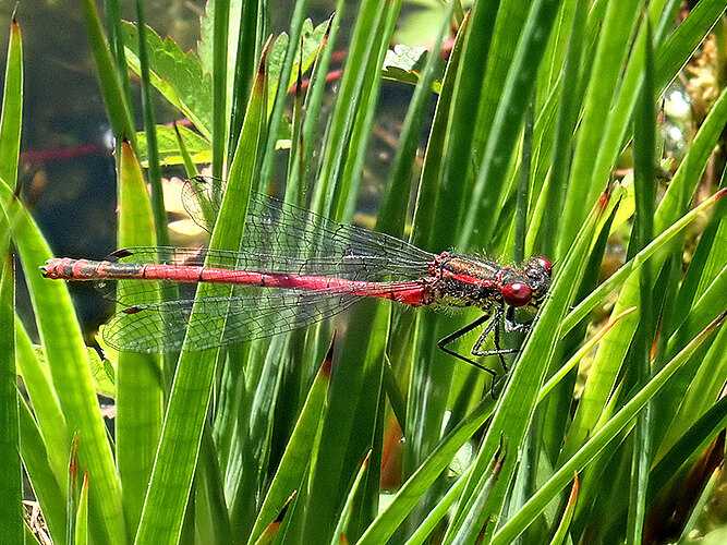 nymphula