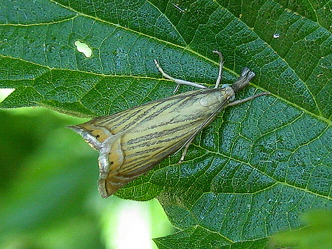 culmella
