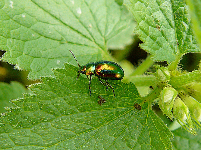 fastuosa