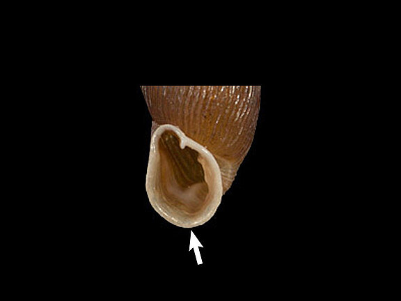 Clausiliidae_basal_zugespitzt.jpg  