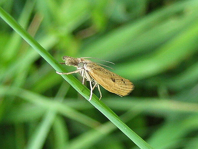 inquinatella