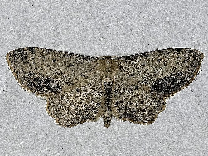 dimidiata