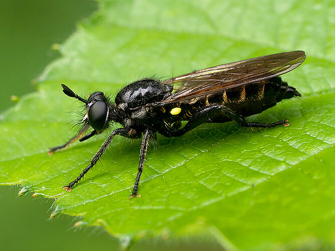 marginata