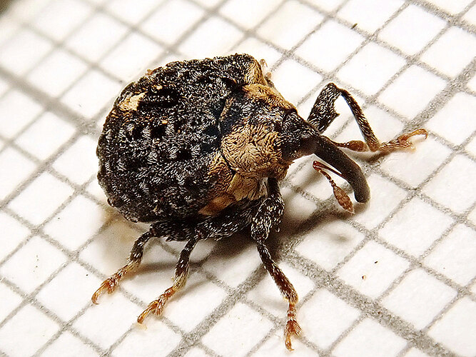 tuberculosus
