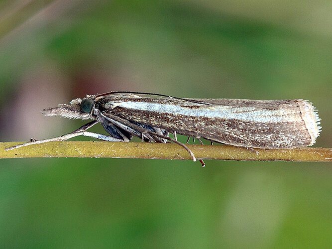 tristella