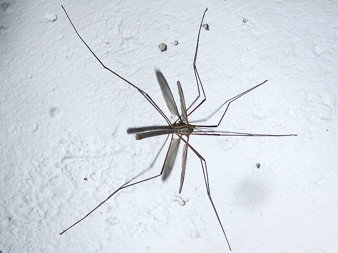 paludosa