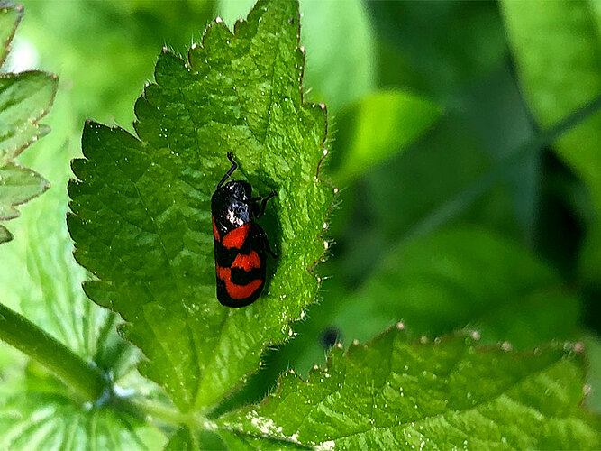 vulnerata