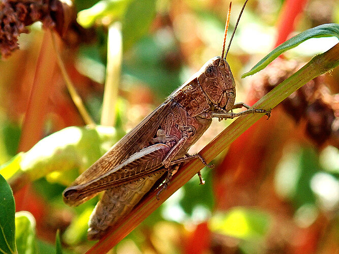 dorsatus