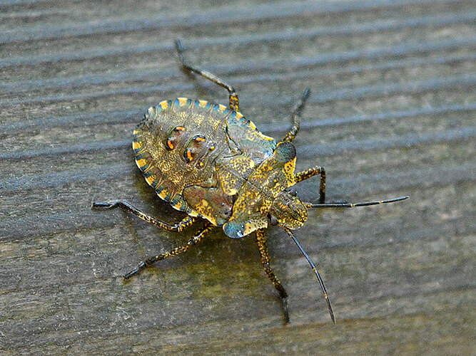 rufipes