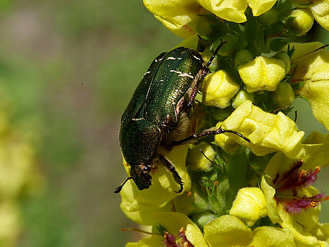 aurata