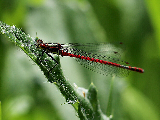 nymphula