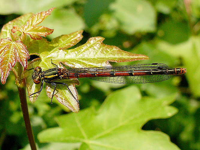 nymphula