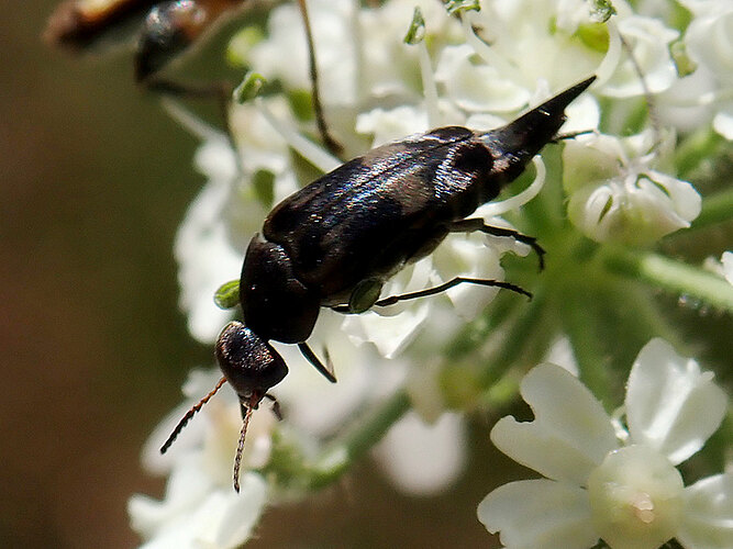 villosa