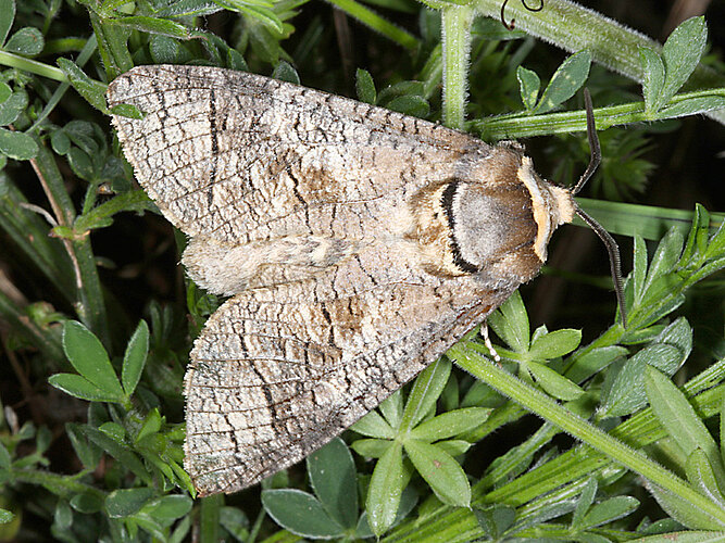 cossus