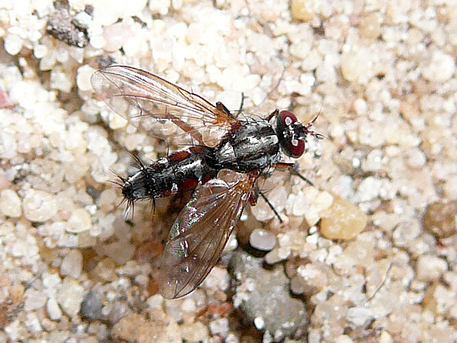rufiventris