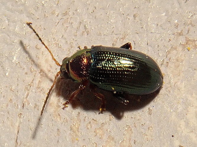 aurata