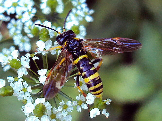 zonula