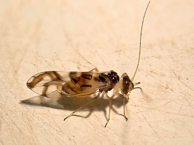 cruciatus