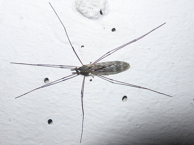 irrorata