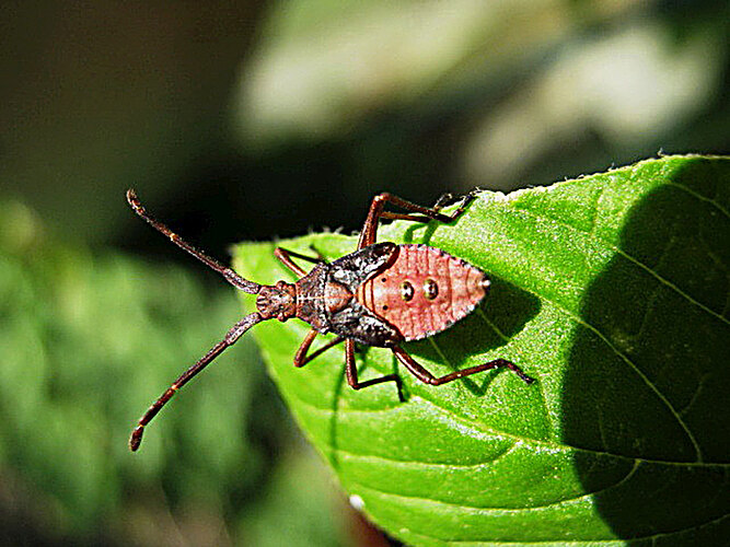 marginatus