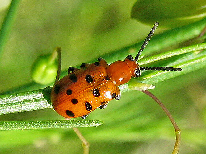 duodecimpunctata