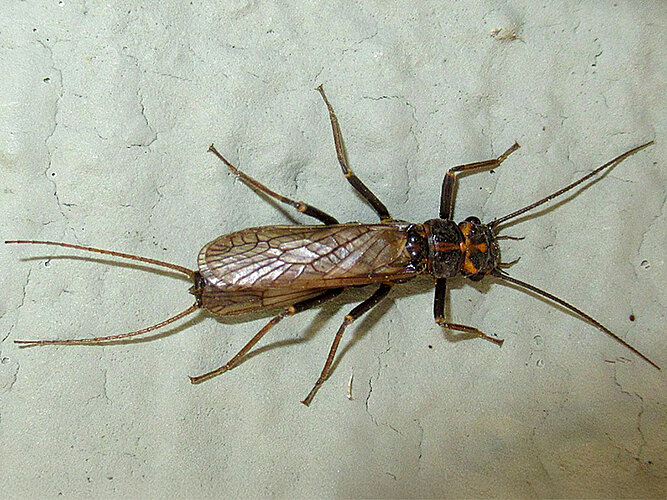 microcephala