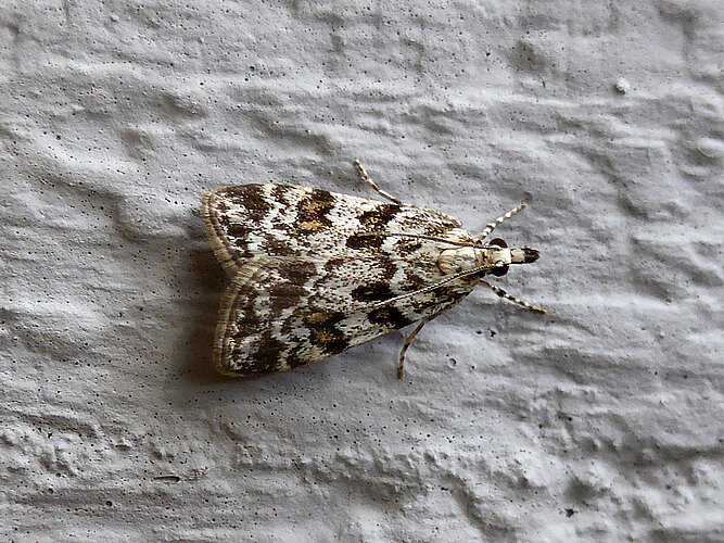 pyralella