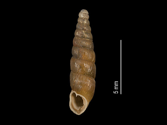 Pseudofusulus_varians_a.jpg  