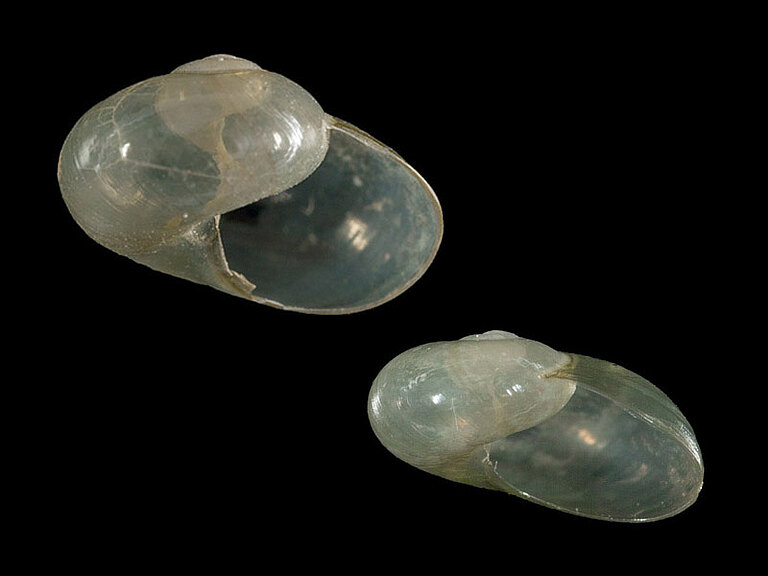 Vitrinidae_03 Naturportal Südwest