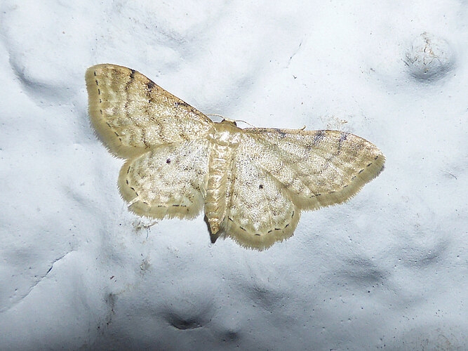 fuscovenosa