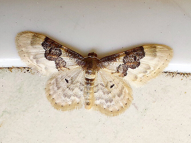 rusticata