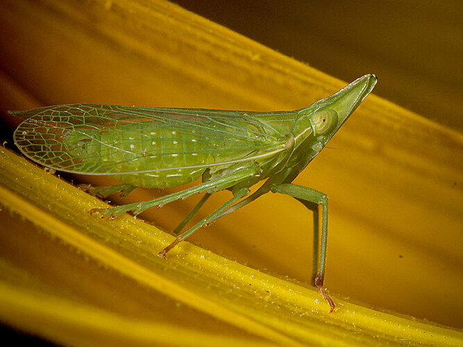 europaea