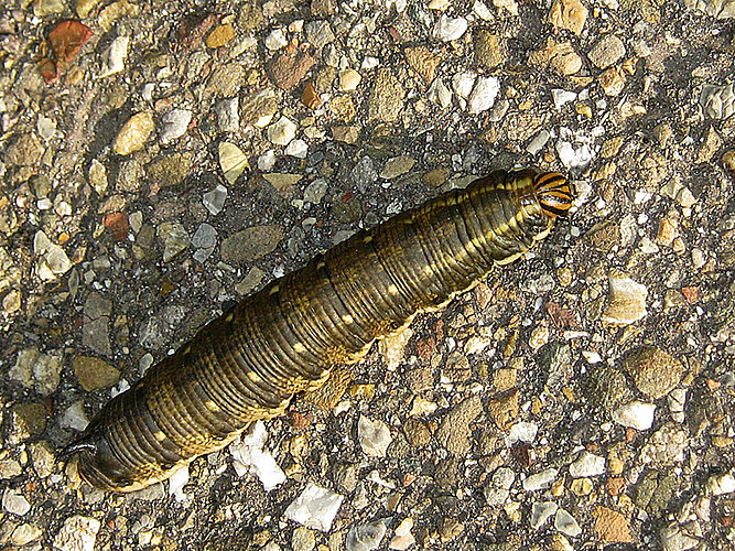 convolvuli