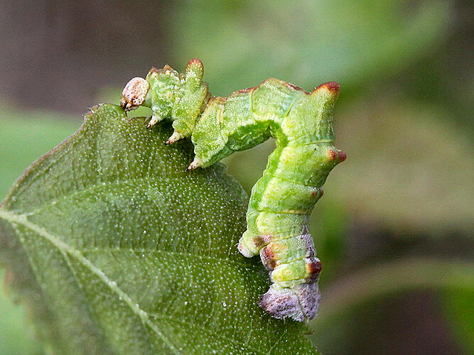 papilionaria