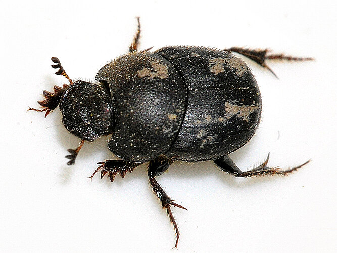 ovatus